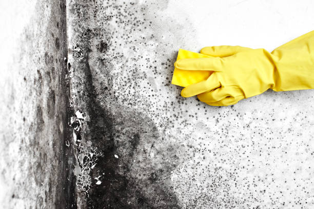 Best Residential Mold Remediation in Semmes, AL