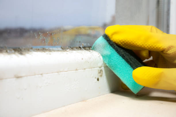 Best Attic Mold Remediation in Semmes, AL